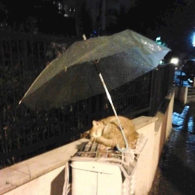Ova maca će biti vječno zahvalna.