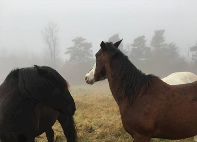#1 (Jeste li i vi najprije vidjeli samo dva konja na slici?)