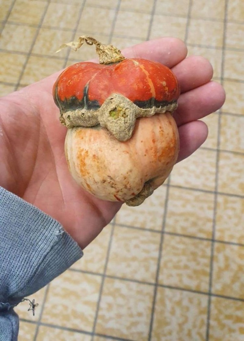 "Našao sam bundevicu koja izgleda kao Poke lopta."