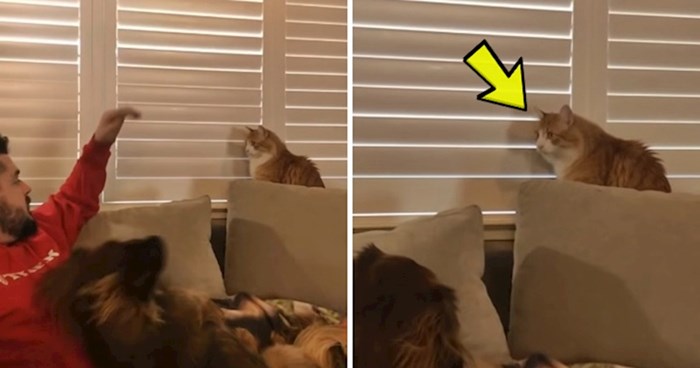 VIDEO Tvrdoglava mačka se posvađala s vlasnikom, pogledajte kako mu je pokazala da je glavna u kući