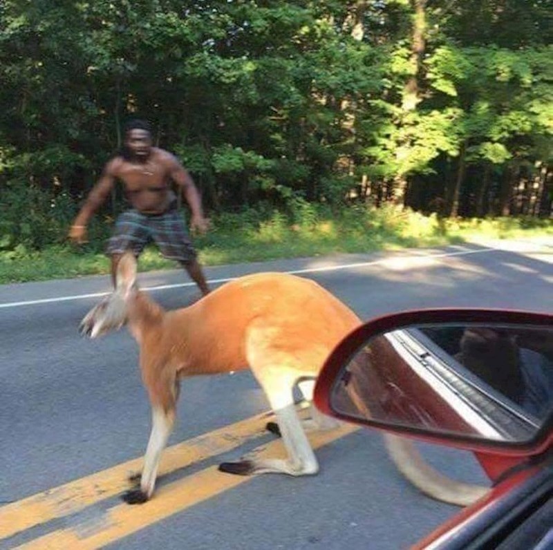 "Moj Uber vozač skinuo je majicu i izašao iz auta pa počeo hvatati klokana koji se našao na cesti."