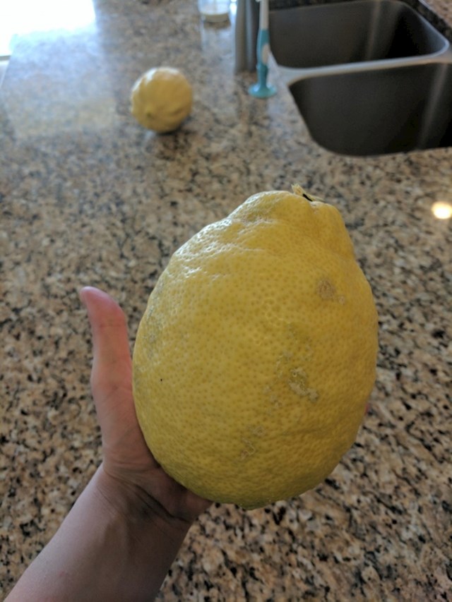 "Moja mama ima stablo limuna s ogromnim plodovima."