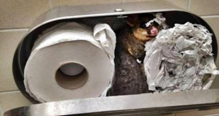 17 fotografija nesvakidašnjih prizora koji će vas razbuditi boljeg nego kava