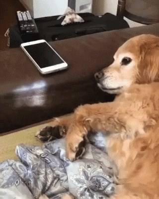 Htio je uzeti mobitel, no njegovom psu se ta ideja nije svidjela