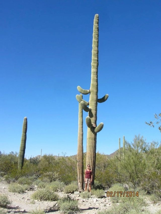 U svijetu kaktusa, ovo bi definitivno bio neboder.