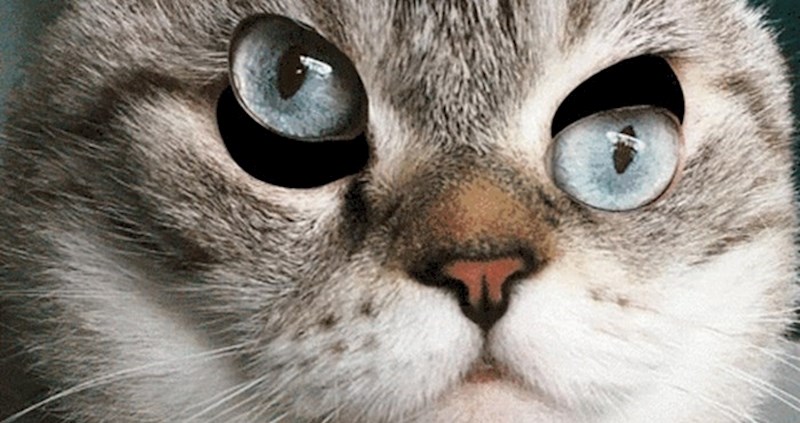 Možete li mački namjestiti oči? Ova igra će vam pojesti živce