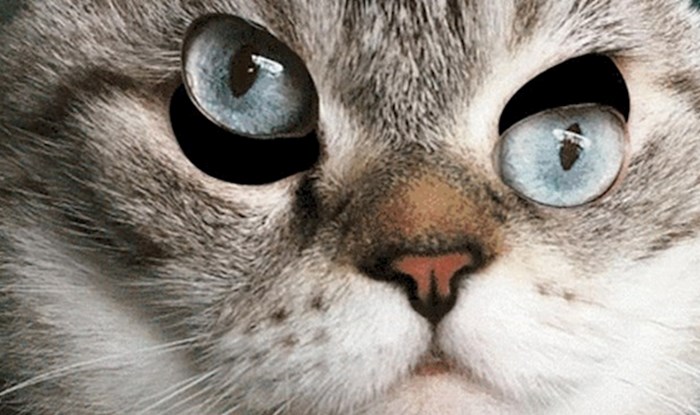 Možete li mački namjestiti oči? Ova igra će vam pojesti živce