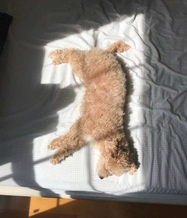 "Moj pas se savršeno namjestio da mu čitavo tijelo bude na suncu."