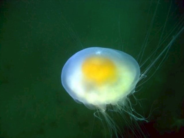 Ne, ovo nije jaje. Na slici vidite meduzu. Možete je pokušati pojesti, ali vjerojatno se nećete dobro provesti...