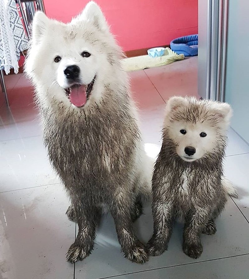 "Blato? U dvorištu? Ma ne, mi smo cijelo vrijeme bili u kući..."