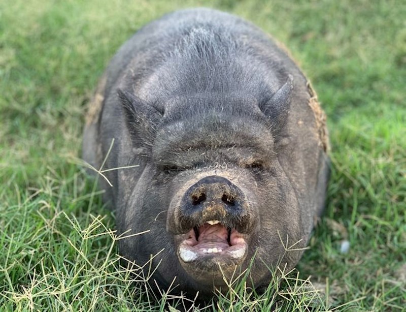 "Koga ti nazivaš svinjom???"