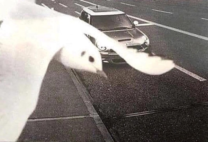 Ptica je čovjeku uštedjela stotine eura pa na internetu proglašena herojem