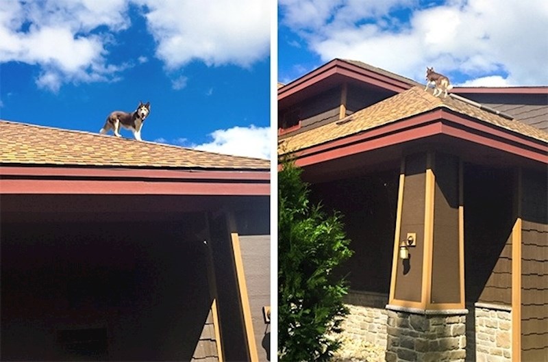 "Prijatelj nije mogao naći svog psa, a onda ga je susjed obavijestio..."