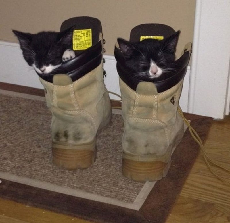 "Čini se da su našli udobno mjesto za odmor..."