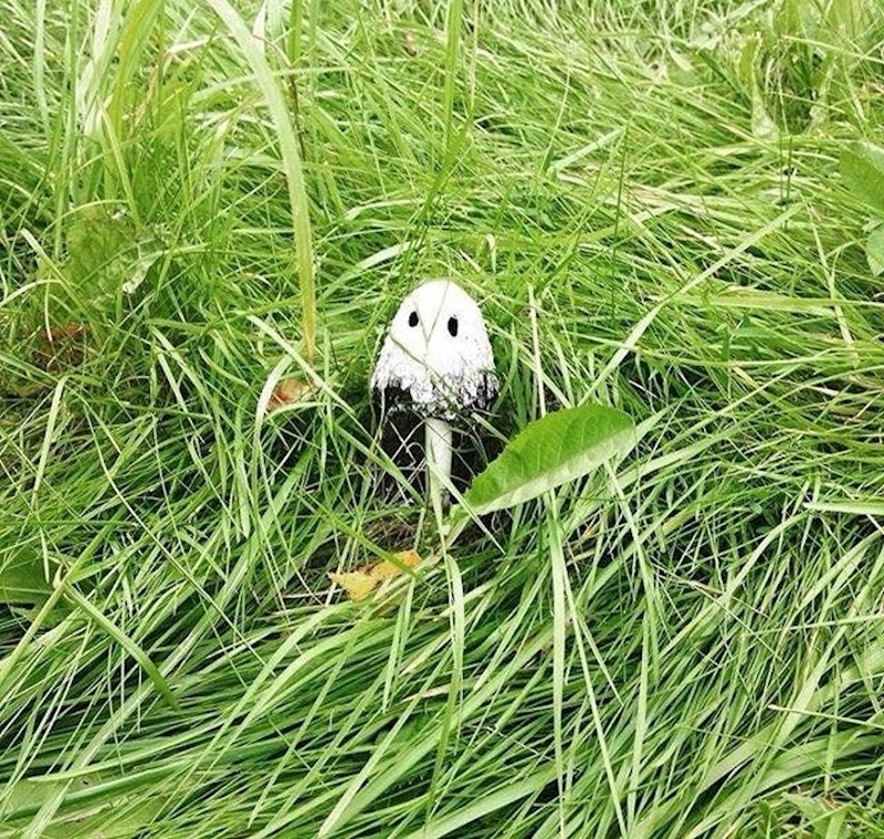 Gljiva koja izgleda kao duh