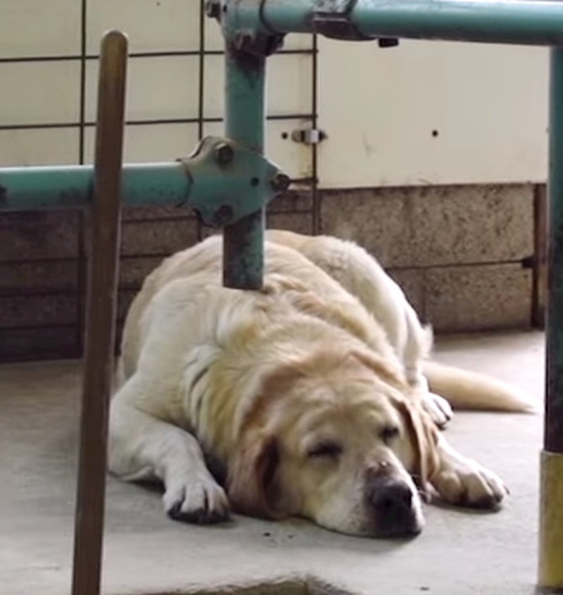 Ne brinite, nitko nije zabio cijev u ovog pospanog psa.