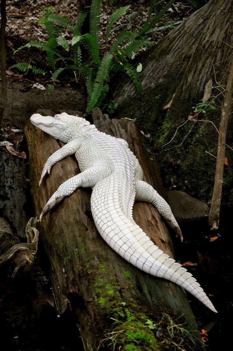 Ovaj albino aligator izgleda kao da nije pravi.