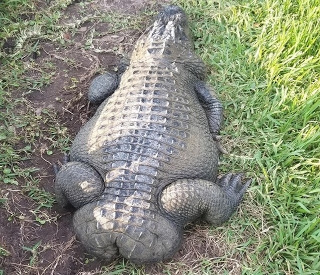 Netko je slikao krokodila koji umjesto repa ima - dupe.