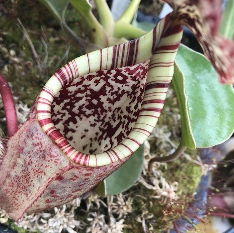 Ova biljka izgleda kao da s unutarnje strane ima QR kôd.