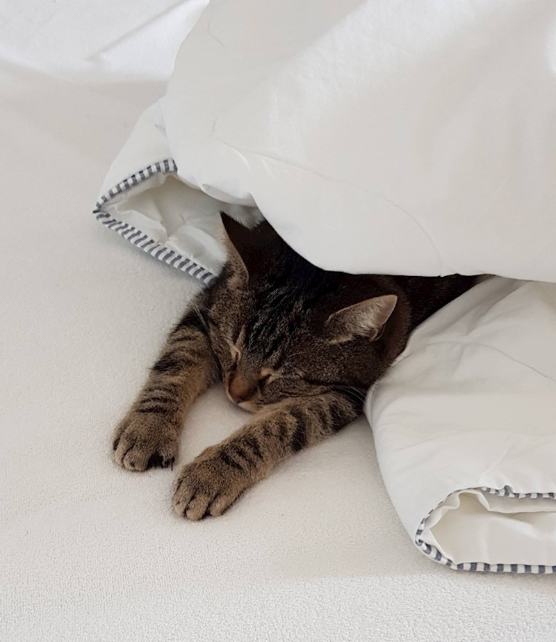 Ultimativna poza za spavanje