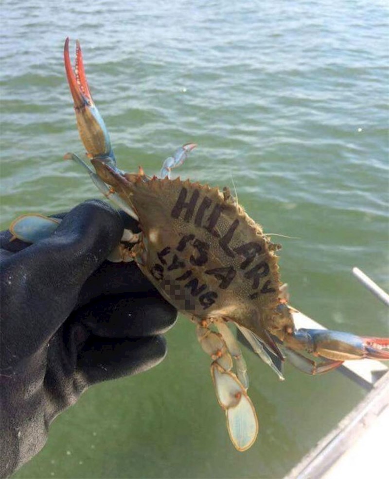 Netko je šarao po morskim životinjama kako bi širio političke poruke.