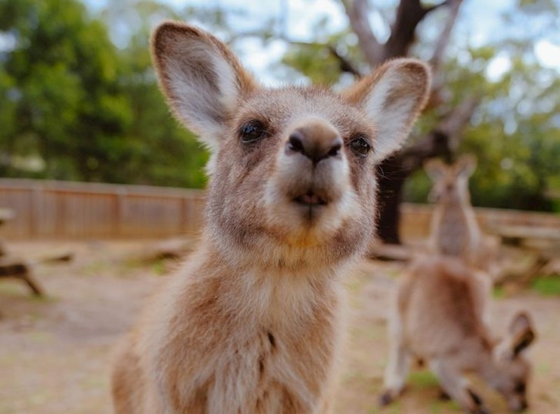 "O da, poznat mi je taj miris. Je li ta poslastica za mene?"