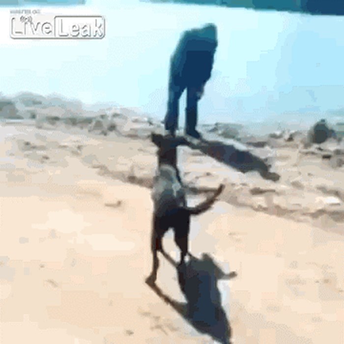 Nasilnik je htio bespomoćnog psa baciti u vodu, no njegov plan je završio na neočekivan način