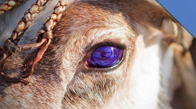 ovom jelenu se boja očiju promijenila kako bi mogao bolje vidjeti u mraku.