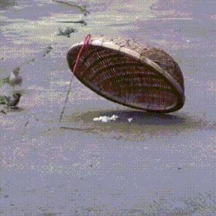 Snimka ovog ptičjeg para će vam pokazati što je prava ljubav, pogledajte što je jedna od njih radila