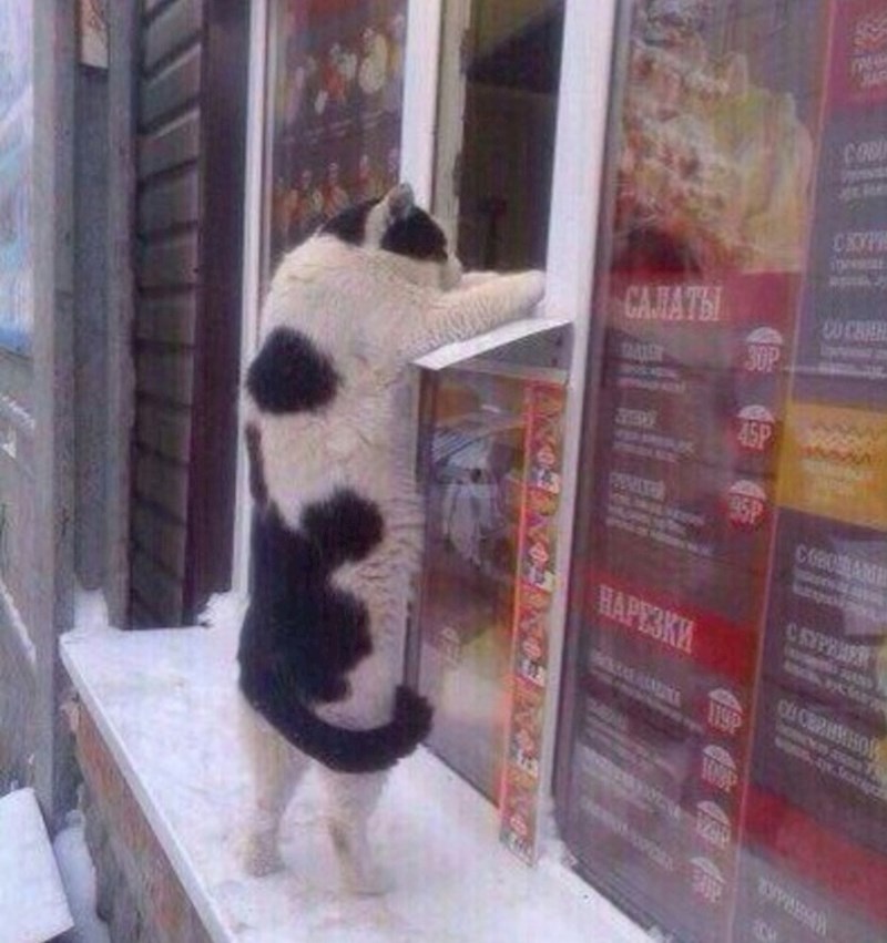 "Može jedan sendvič od tunjevine. Hvala."