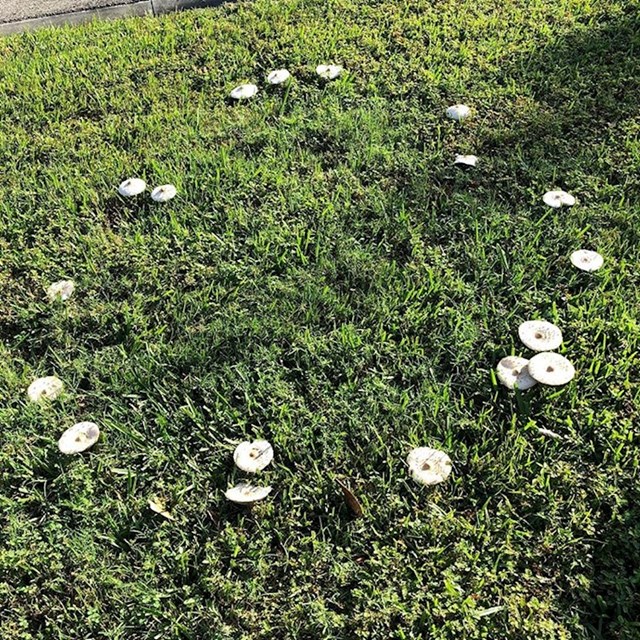 Gljive su napravile krug u travi...