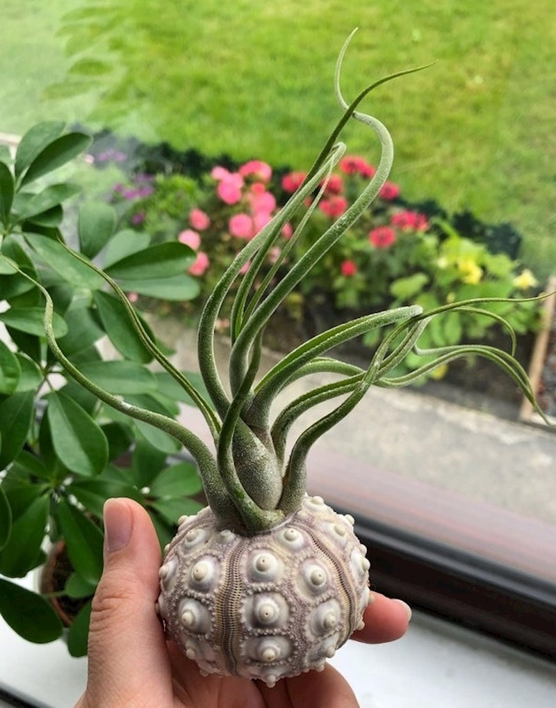 Tillandsia je biljka koja ne treba zemlju, a čak joj nije potrebno ni puno vode.