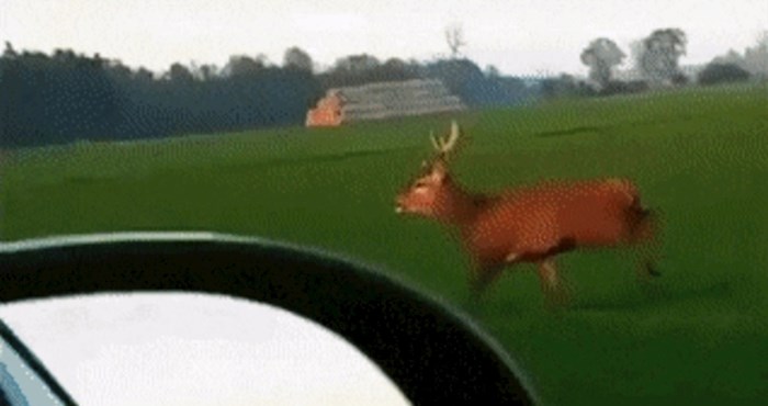 Vozač je primijetio da se jelen sve više približava cesti, uslijedio je opasan bliski susret