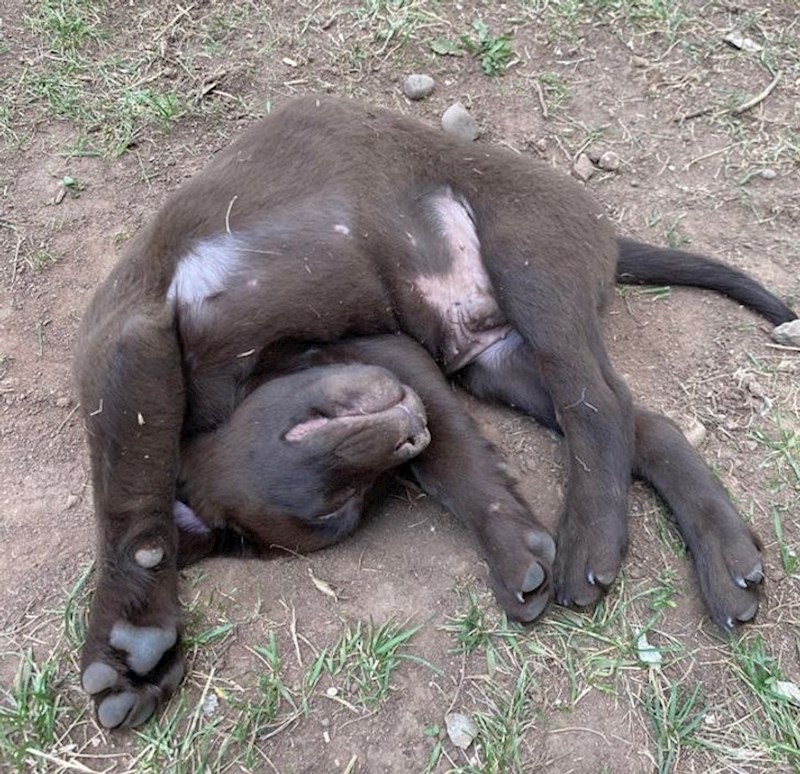 "Iskopao je sebi rupu i zaspao u njoj."