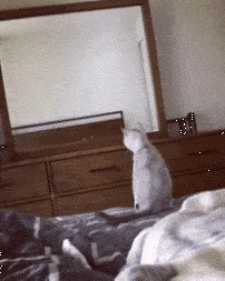 Maca je shvatila kako funkcionira ogledalo, vlasnica je snimila kako je reagirala na svoje otkriće