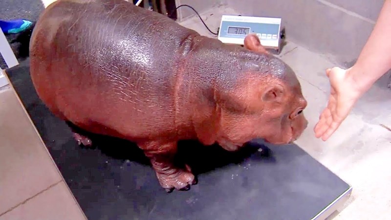 VIDEO 10 "opasnih" životinjskih bebača s kojima bi se svatko htio igrati