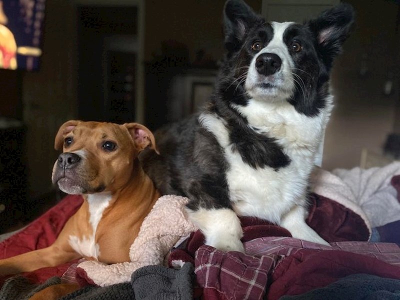 "Digby čuva Newta svaki put kad je vani vatromet. Mazi ga, liže mu glavu..."