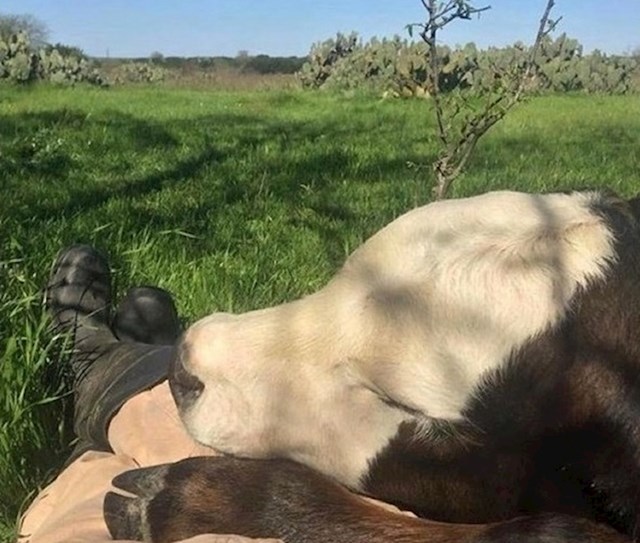 "Nečija krava je zaspala na mojim nogama. Sad se ne mogu pomaknuti, inače će se odmah probuditi..."