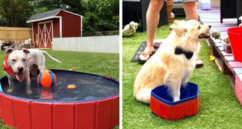 "Mjesec dana smo čekali da nam stigne bazen za psa. Nije bio oduševljen."