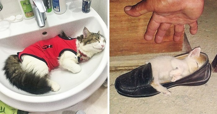 15 smiješnih mačaka koje su zaspale na potpuno neprimjerenim mjestima