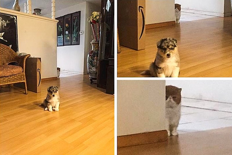 Ova mačka izgleda kao da planira nekakvu osvetu.