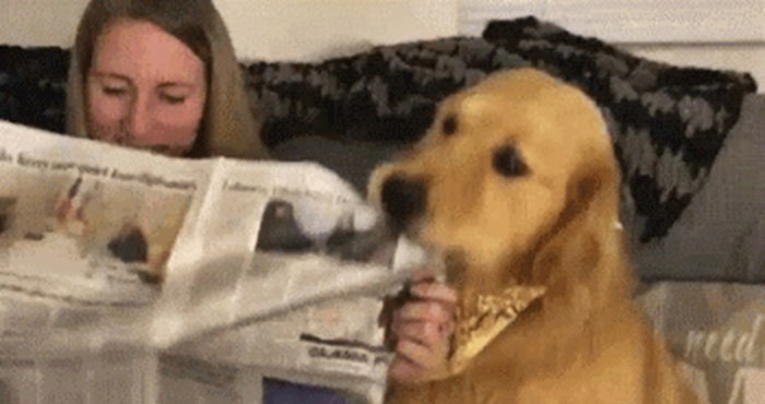 Žena je htjela u miru čitati novine, nasmijat će vas reakcija njenog psa
