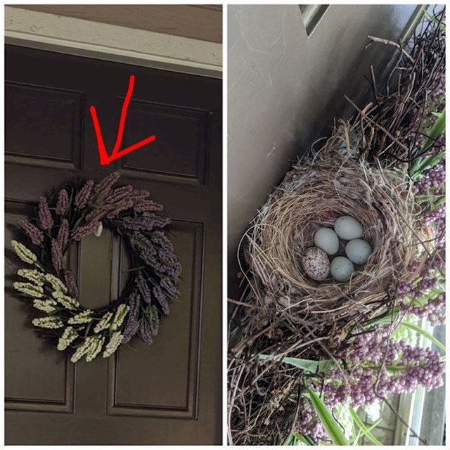 Tek su nakon nekog vremena primijetili da je ptica napravila gnijezdo na njihovim vratima...