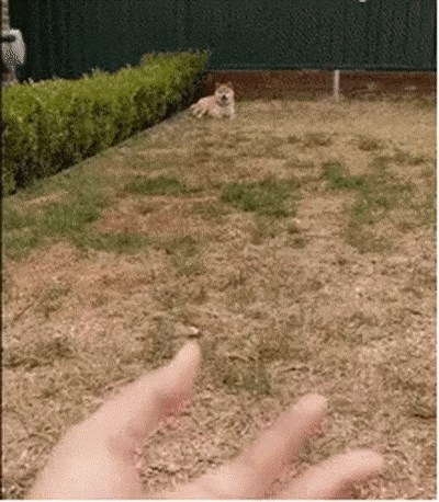 Vlasnik je prstima napravio krug, pas je to ugledao i odmah znao što mora učiniti