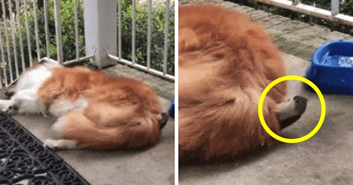 Žena je snimila skroz neočekivan prizor dok je pas spavao ispred ulaznih vrata kuće
