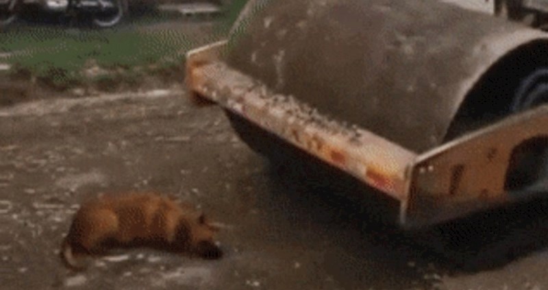 Ovom psu se približavala velika opasnost, pogledajte kako je to završilo