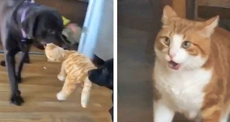 VIDEO Mačka se zabrinula kad je vidjela što psi rade s igračkom koja izgleda kao ona