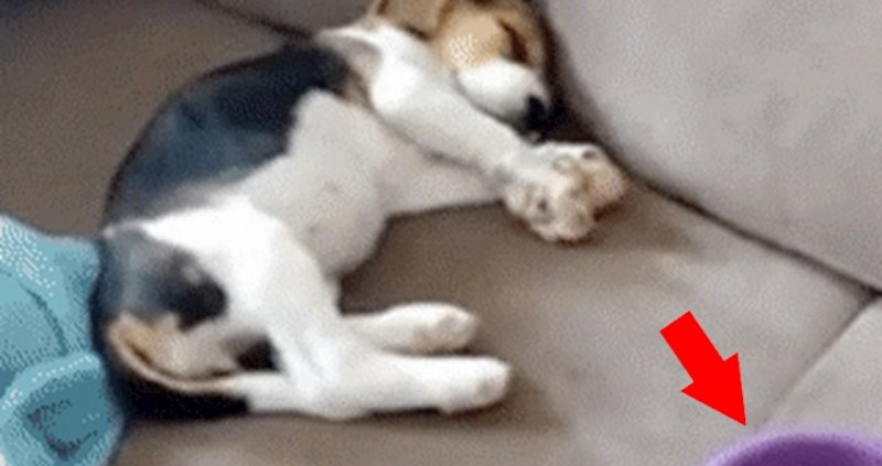 Netko je snimio urnebesnu reakciju pospanog psića koji je shvatio da je vrijeme za ručak