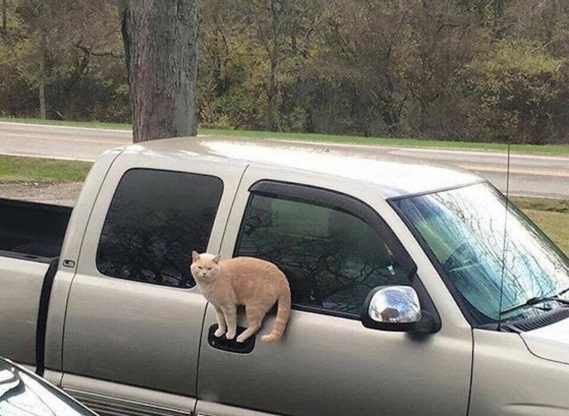 Ova mica maca bi bila dobar planinski lav.