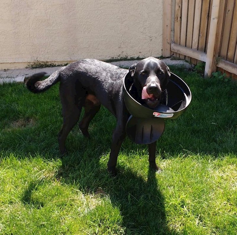 "Mislio je da ga nitko neće uhvatiti u kopanju po smeću, no onda mu se dogodila nezgoda..."